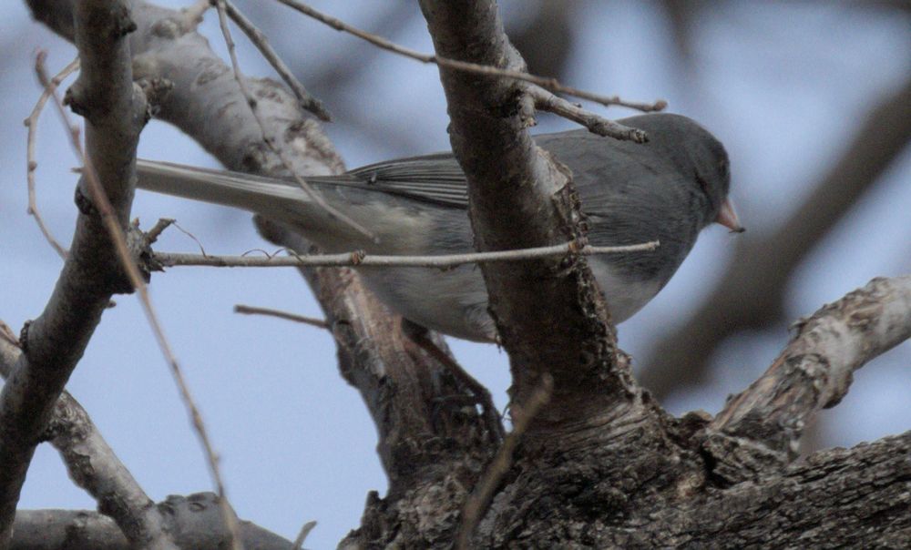 Dark-eyed Junco with small flying insect in its beak
