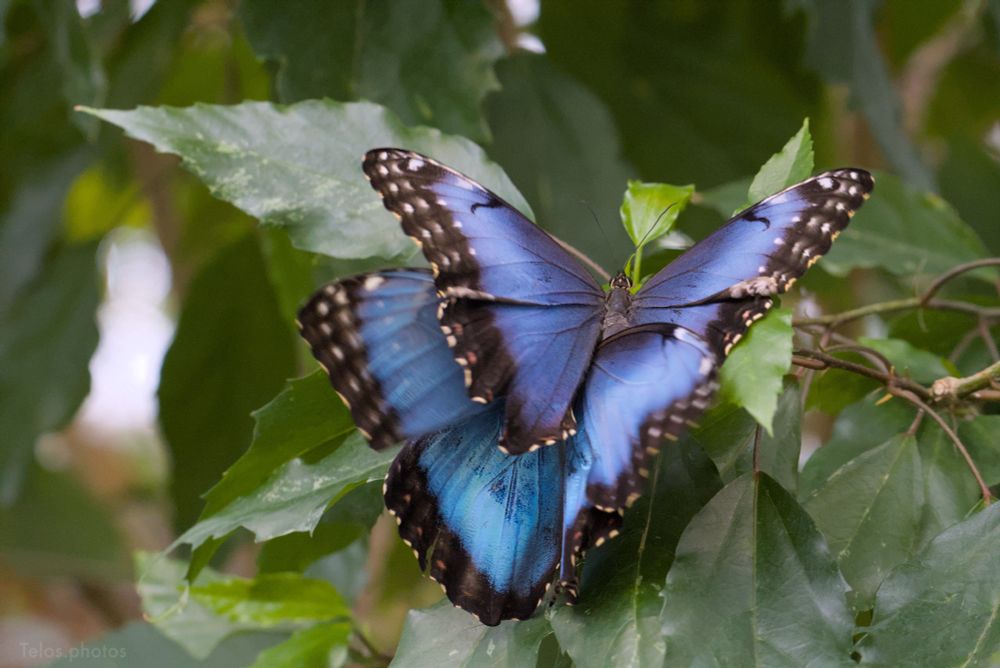 two blue butterflies with their wings intermingled 