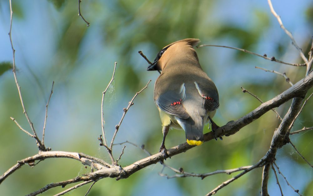 Cedar Waxwing standing on a branch with a twig in its mouth. view from behind. can see bits of orange on their feathers. bits of bright yellow at the end of their tailfeathers