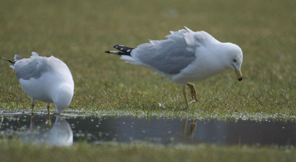 Two Ring-billed Gulls drinking from a puddle in the grass 