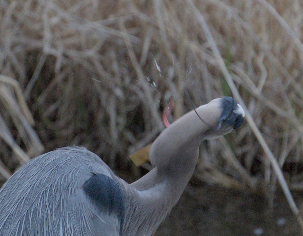 a Great Blue Heron slinging its tongue around. spittle is seen flying through the air