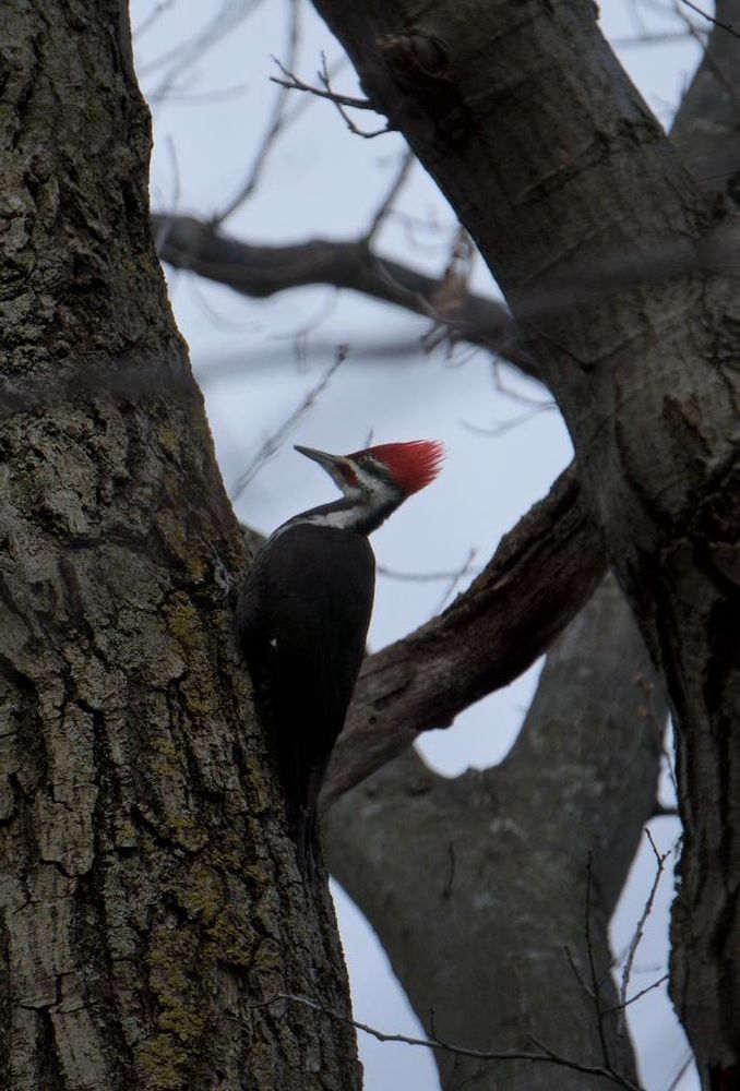Pileated Woodpecker, with large red crest, on the side of a tree 
