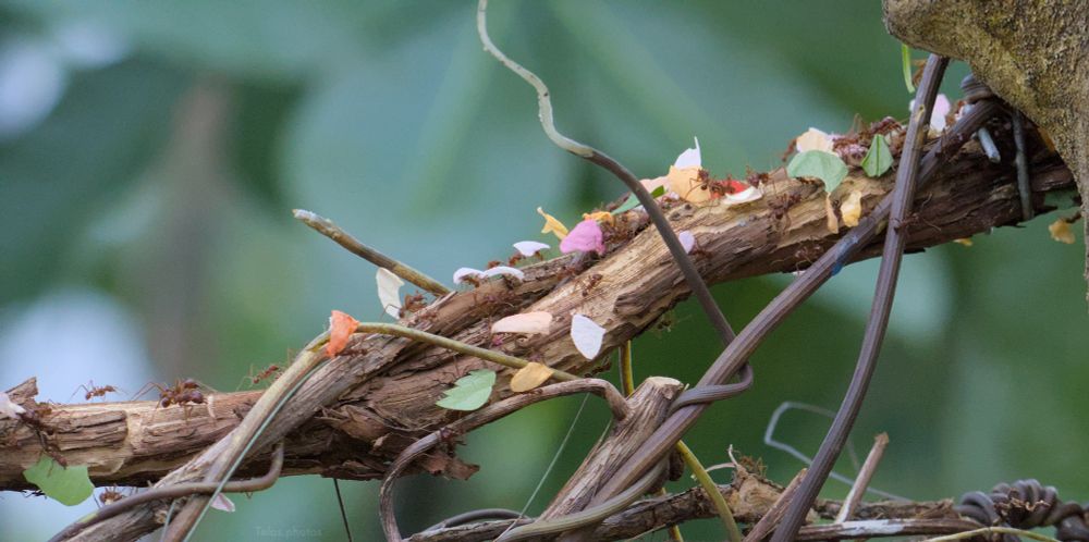 a branch with leaf cutter ants carrying a variety of plant matter in different colors -- green leafs, yellow, white, pink, and red flower pedals. 