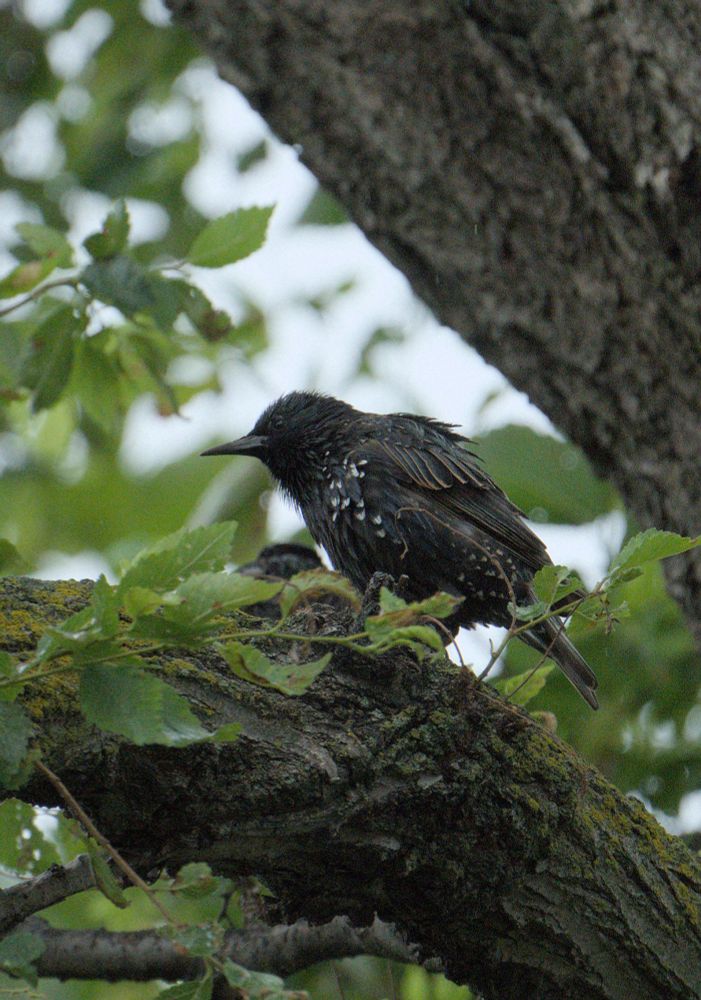 a European Starling on a thick tree branch with leaves and moss. a few blurred raindrops can be seen