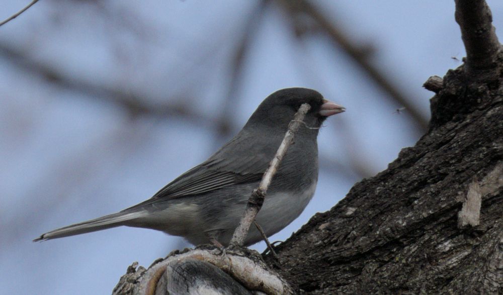 Dark-eyed Junco looking at a couple small flying insects