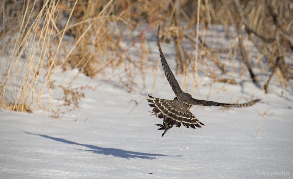 A Merlin flying away with its prey in winter, less than a foot off the snow