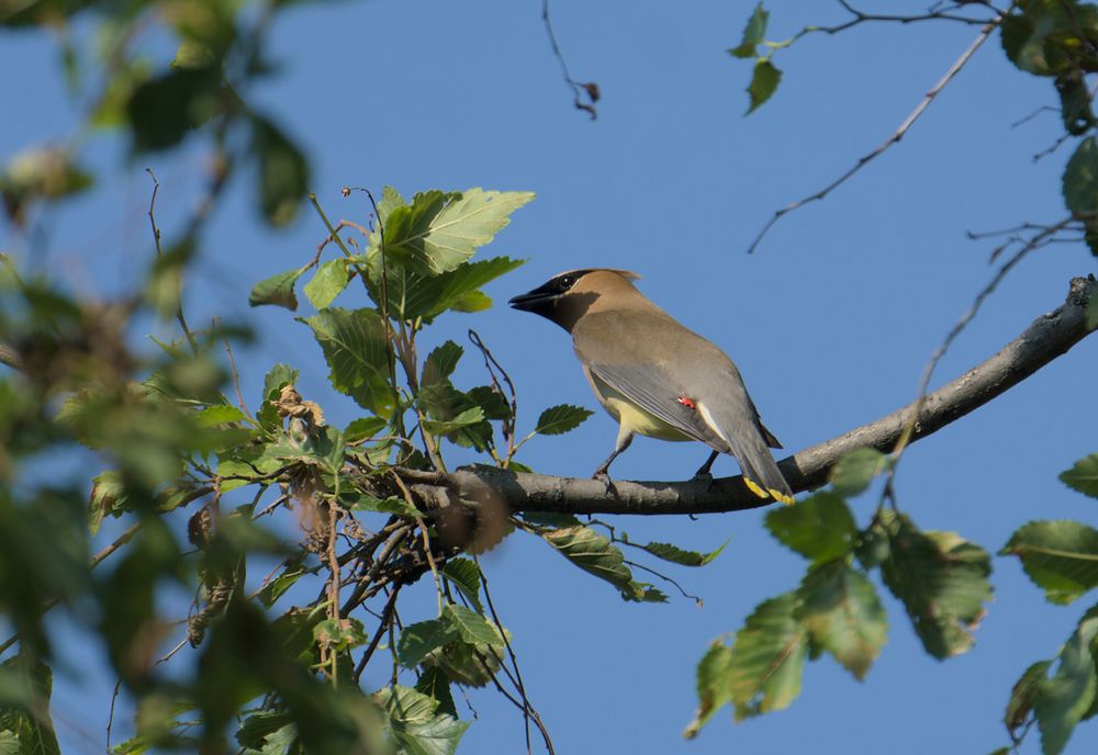 Cedar Waxwing standing on a branch, view from behind . can see bits of orange on their feathers. bits of bright yellow at the end of their tailfeathers