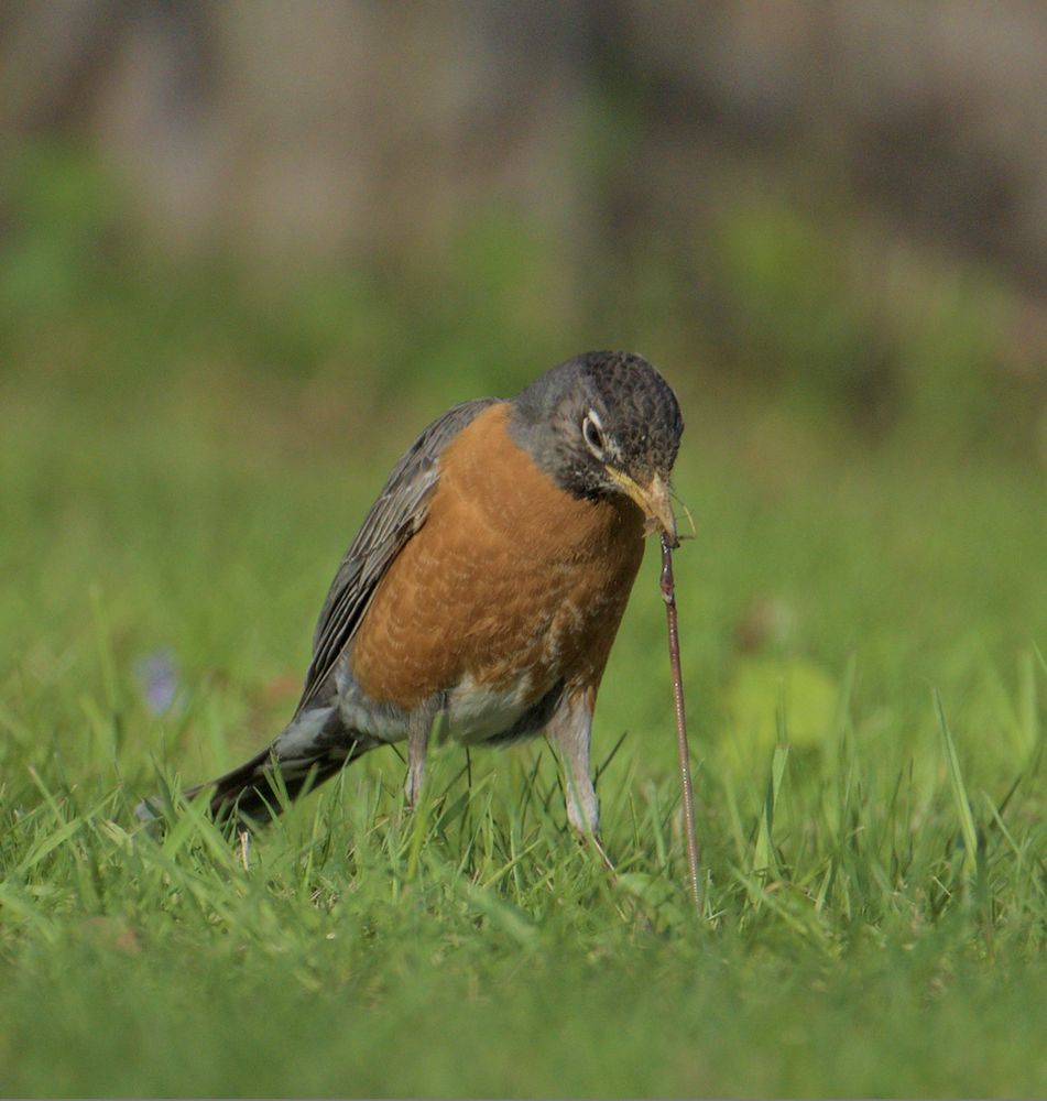 An American robin standing in grass pulling a worm out of the ground 
