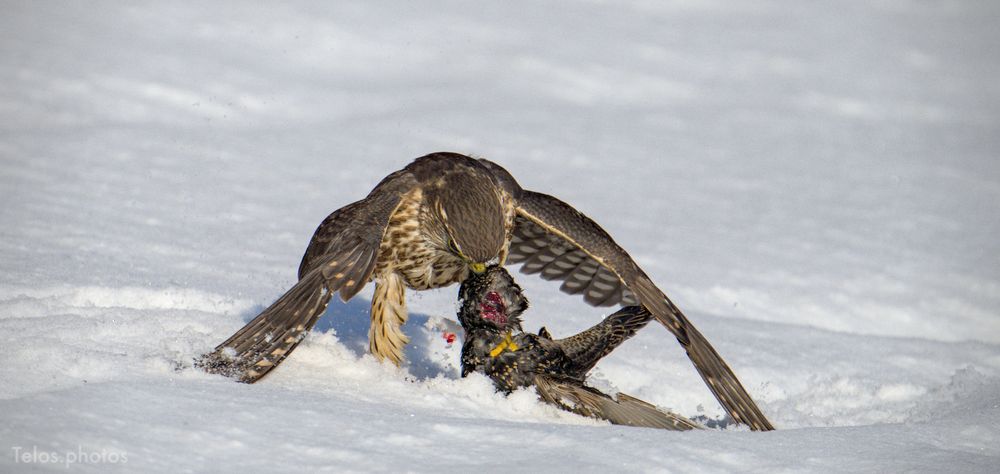 a Merlin falcon tearing apart a European Starling's flesh in the snow. A gaping wound can be seen on the Starling. 
