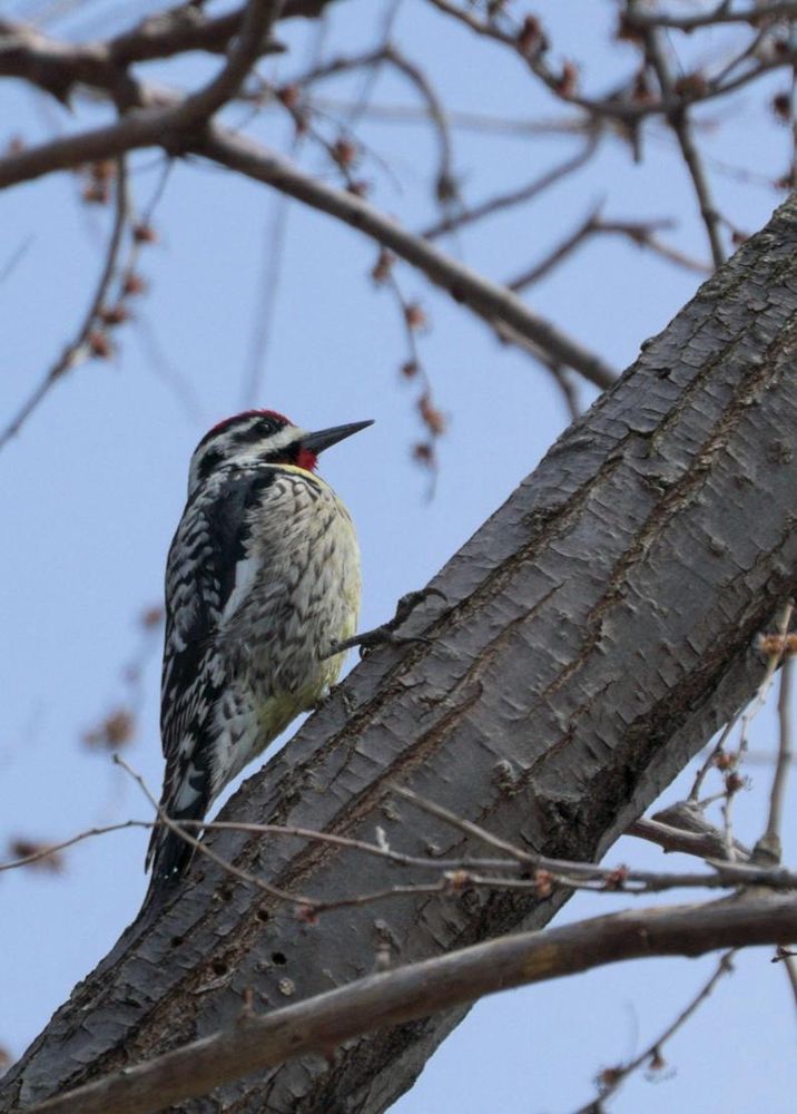 Yellow-bellied Sapsucker standing on a thick branch 