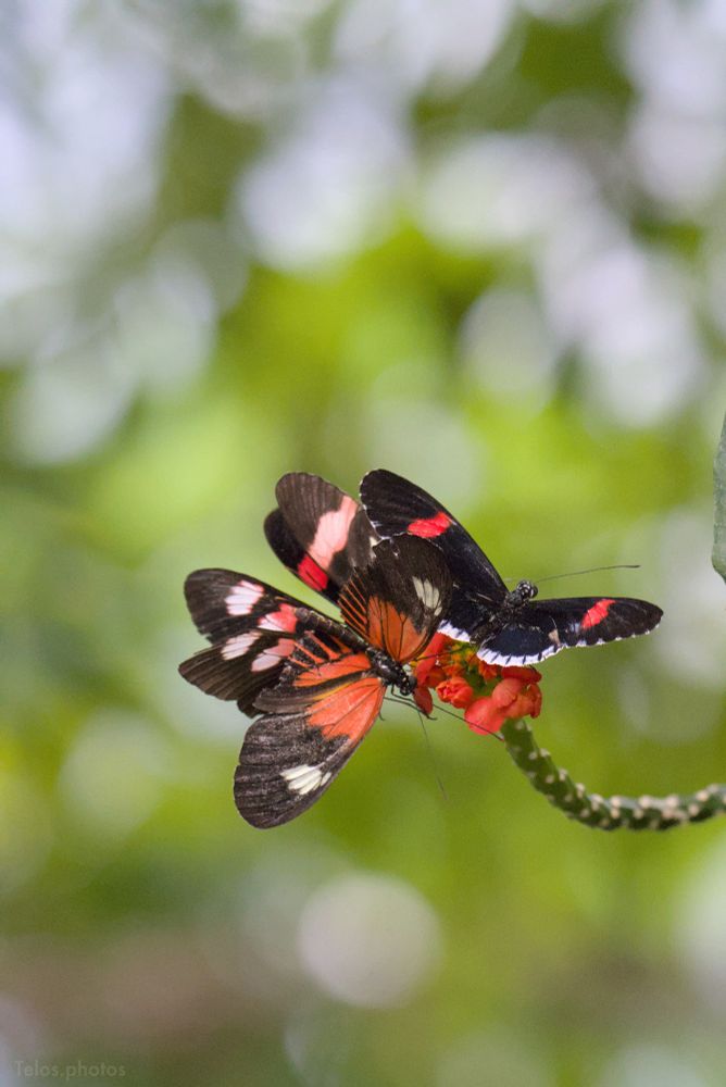 a group of butterflies on a small flower -- the butterflies end up looking a bit like an odd flower themselves 
