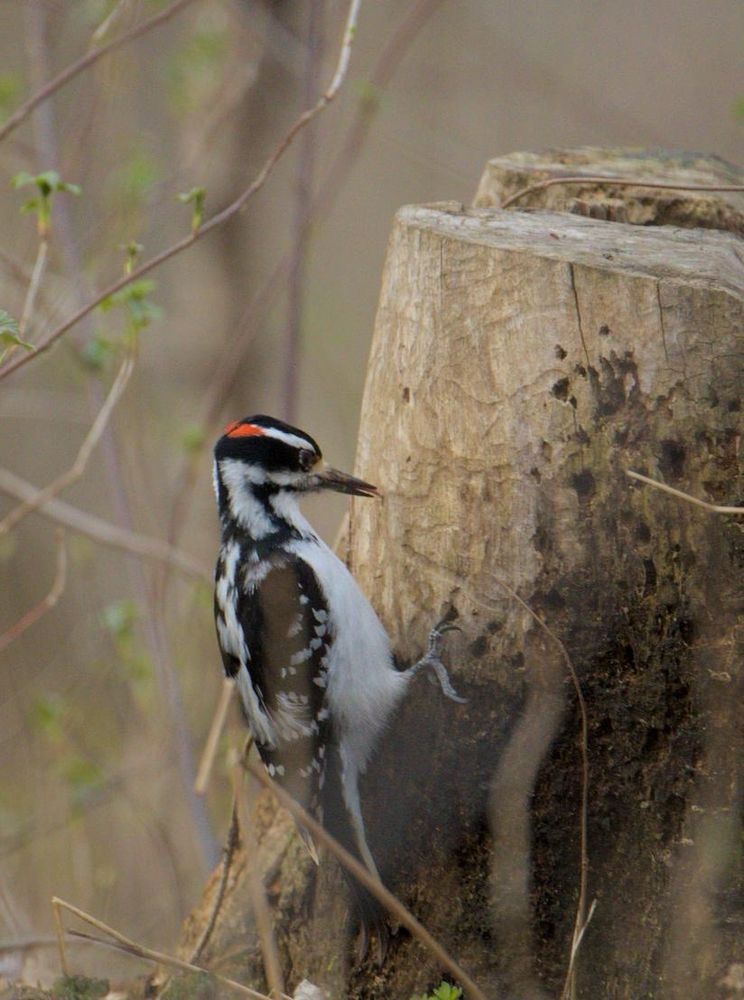 Male Hairy Woodpecker on a stump sticking its long thin tongue into a small hole 