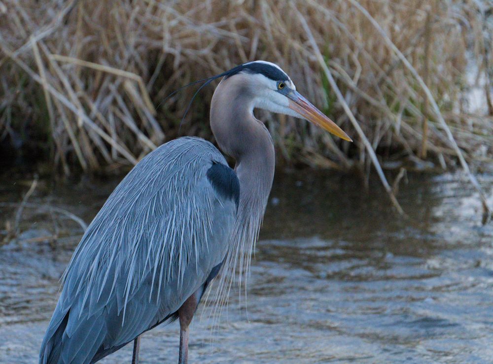 a Great Blue Heron standing in the water with tall grass in the background