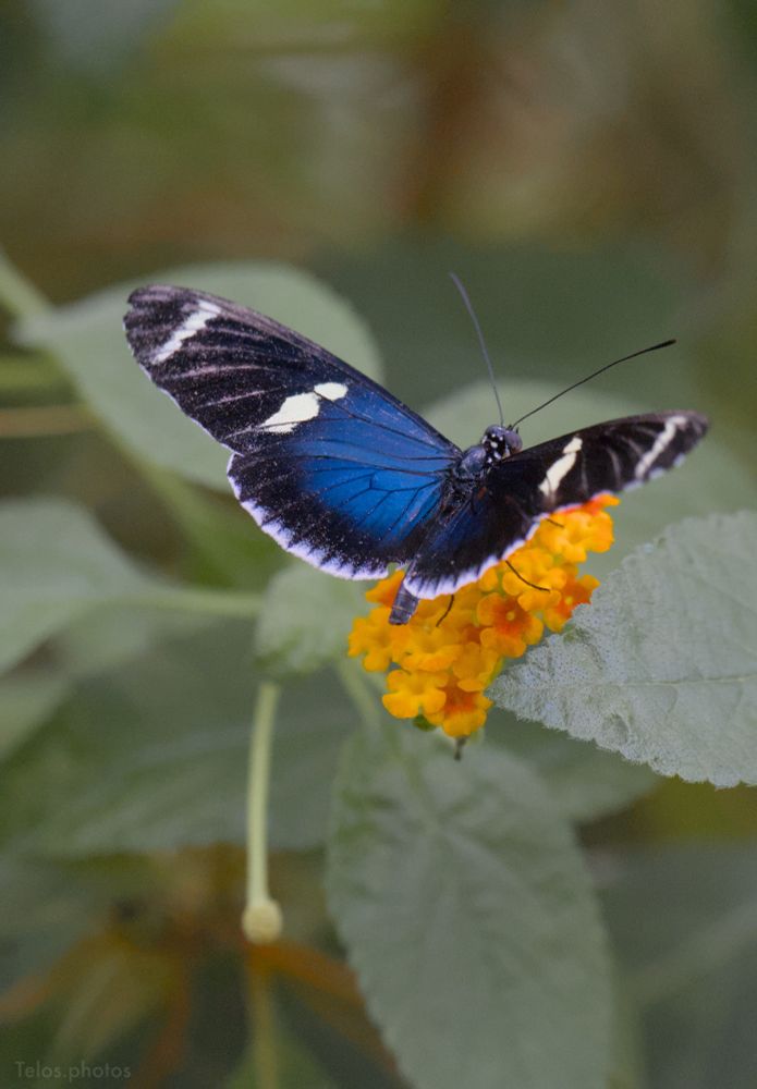 blue butterfly on gold flowers