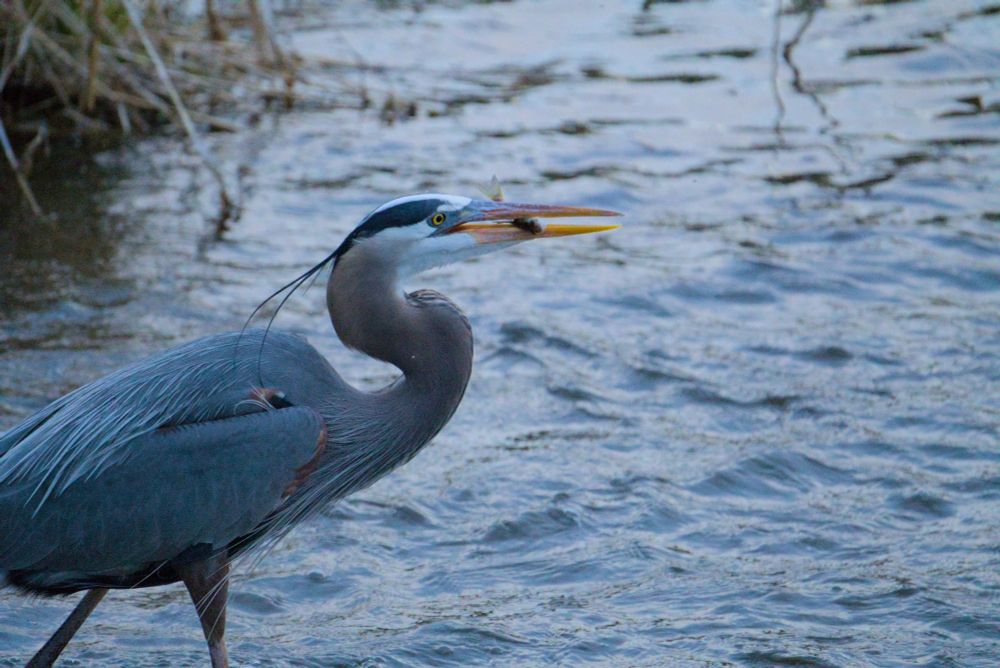 A Great Blue Heron with a fish in its mouth