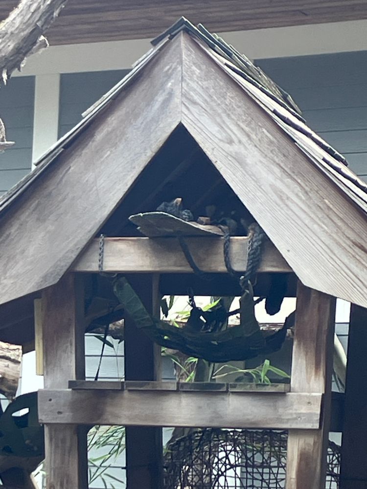 the face of a sleepy red panda is barely visible peeking out from the top level of a wooden three-story hut-like structure