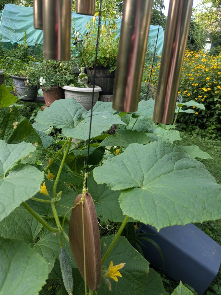 a squash vine that has wrapped its tendrils around the wind catcher on bronze wind chimes