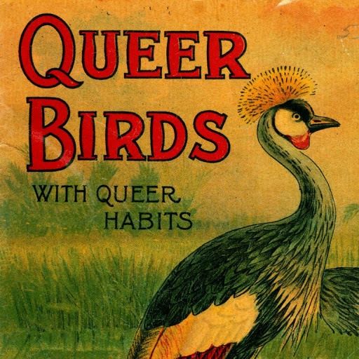 lovely old ink illustration of what i think is a gray-crowned crane, a bird with a feather crest, small wattle, and wading bird body with the long s-shaped neck going on. the title beside it reads "queer birds with queer habits"