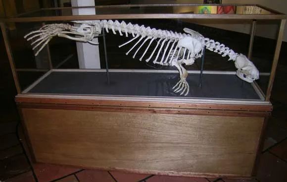 harbor seal skeleton mounted for display, featuring the usual bones including hind legs that, at least at a glance, are fairly ordinary by tetrapod standards