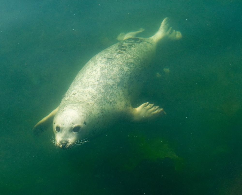 a harbor seal swimming. it is a happy, fat sausage with no hint of any leg situation happening in its lower half if you don't know what you're looking at. fins, yes, but it's just a tube
