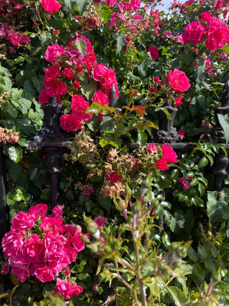 Light fuchsia pink flowers and greenery lit in the afternoon sun.
