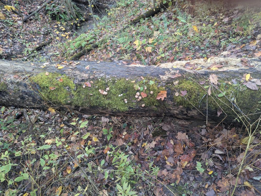 A mossy log covered in mushrooms 