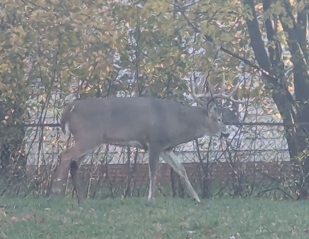 A male deer with full antlers walking near a fenced in yard. 