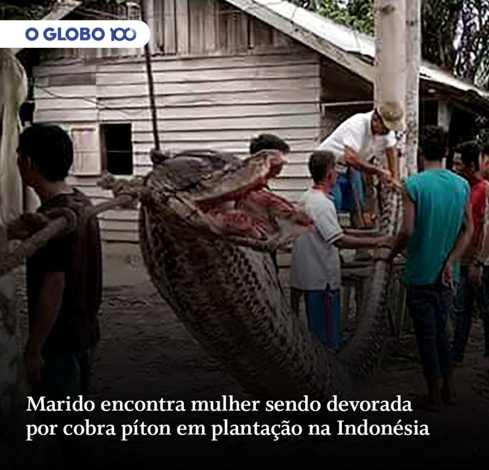 O Globo - Marido encontra mulher sendo devorada por cobra píton em plantação na Indonésia 

Foro ao fundo de várias pessoas tentando resgatar a mulher