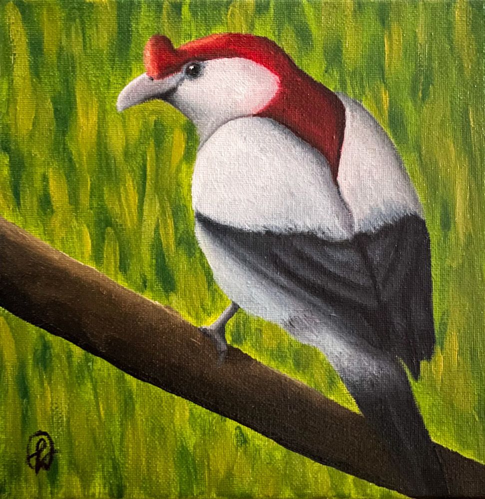 O Soldadinho-do-Araripe é um passarinho com o topo da cabeça vermelha, com umas penas para cima logo acima do bico. Seu pescoço também é vermelho. A parte de cima de suas asas e sua barriga são brancas, e a parte de baixo de suas asas e sua cauda são escuras.