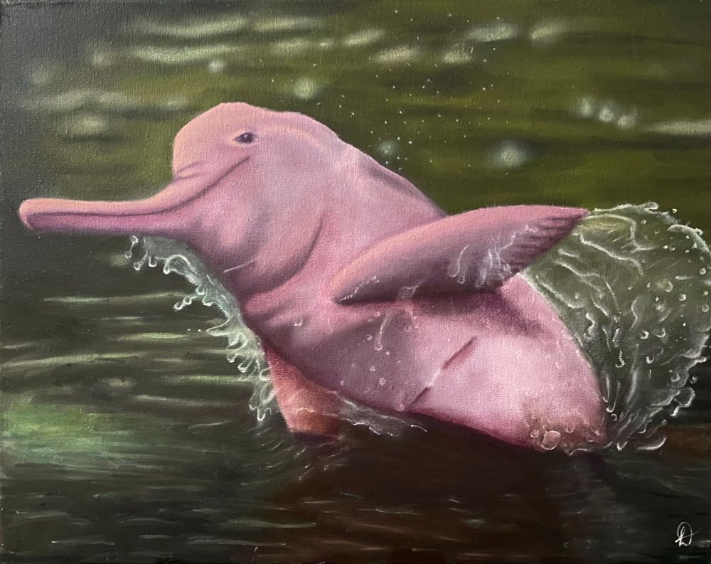 Boto rosa levantando água em um rio esverdeado 