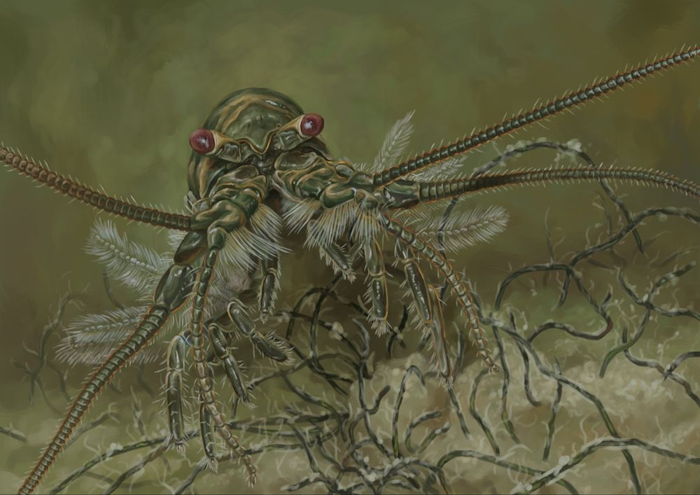 Digital illustration of a syncaridan, a strange crustacean with many appendages, swimming towards the viewer