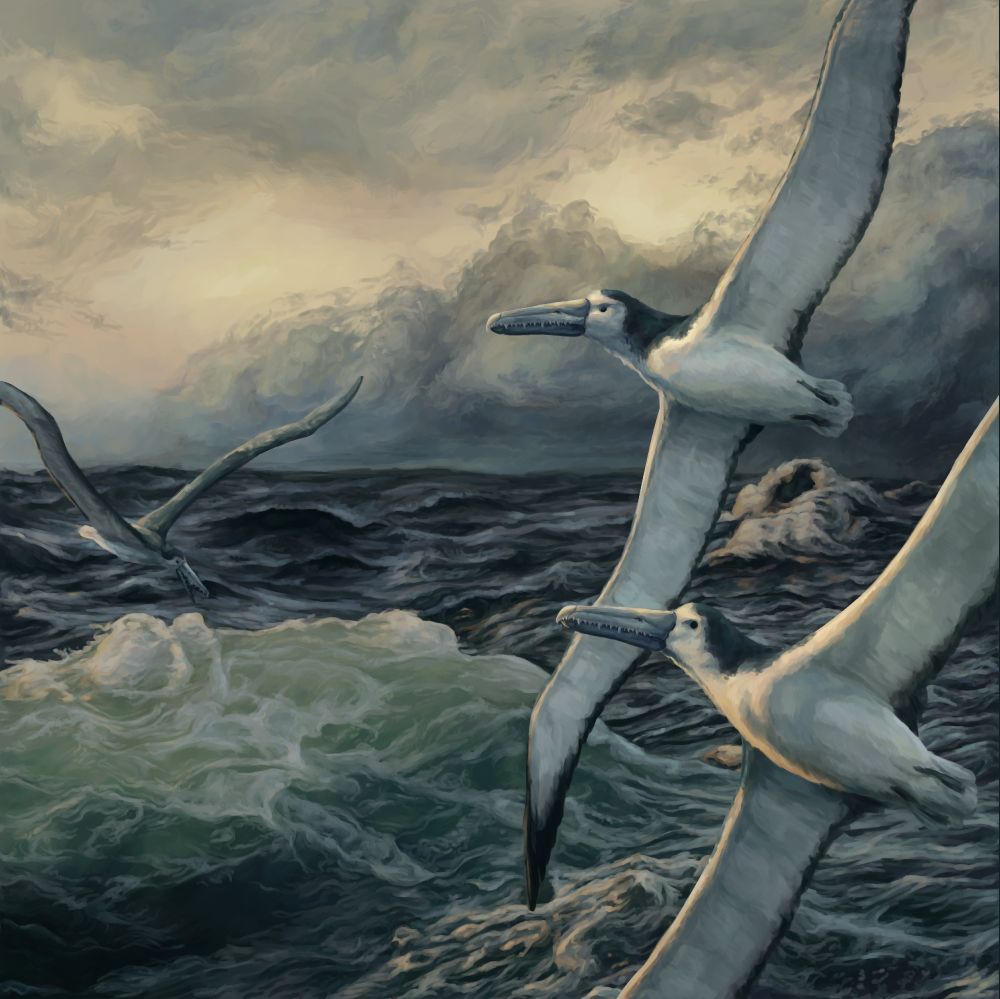 Digital illustration of some pelagornithid birds flying over a stormy sea with the start of a sunset in the background