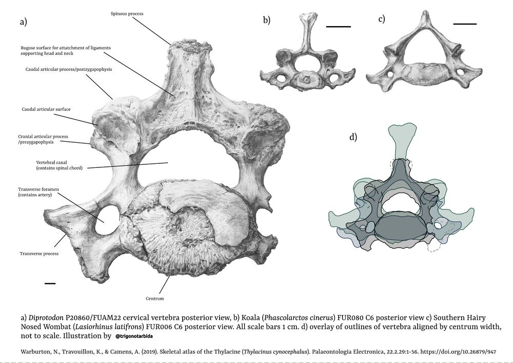 Diagram with graphite illustrations of a diprotodon vertebra compared to a koala and wombat