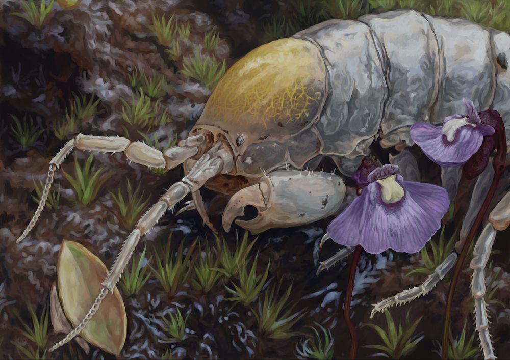 Digital illustration of Phreatoicopsis raffae, an unusual isopod walking through wet moss