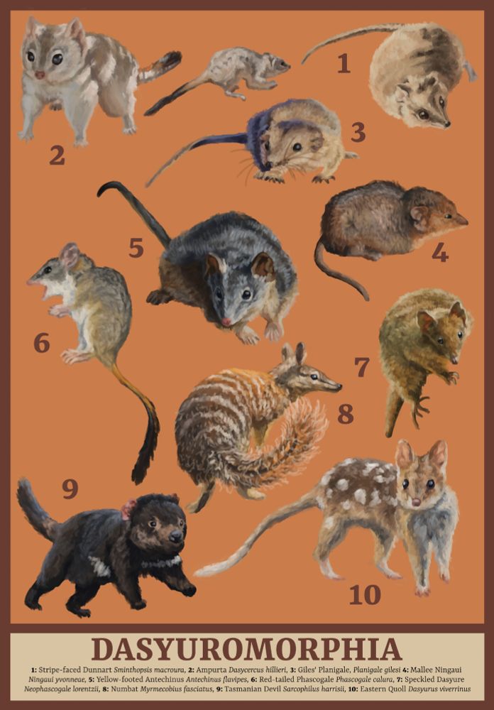 Digital illustrations of a range of dasyuromorphia mammals in a poster format on an orange background