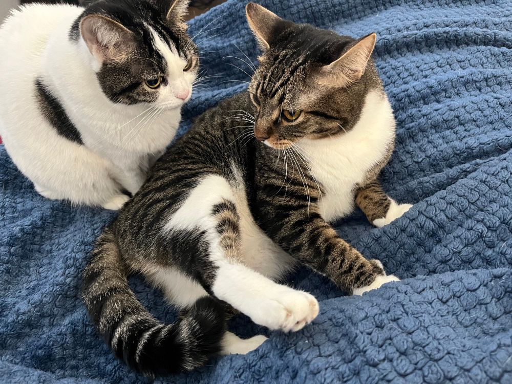 A picture of two cats in Revity’s bed.