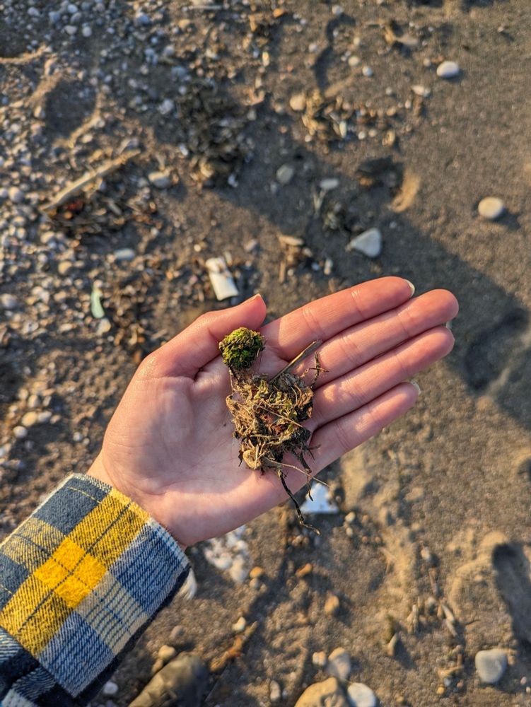 A hand holding a small ball of moss attached to some debris from a lake on a Lakeshore