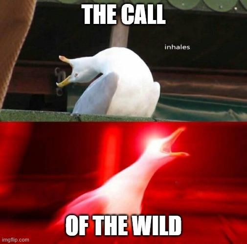 The seagull scream meme with the text "Call of the wild"