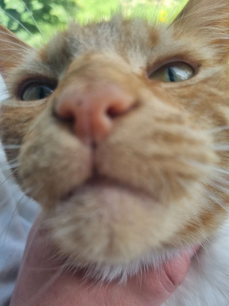 Orange cat face 