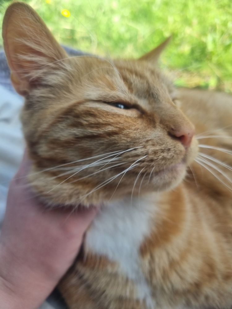 Orange cat avoiding responsibility 