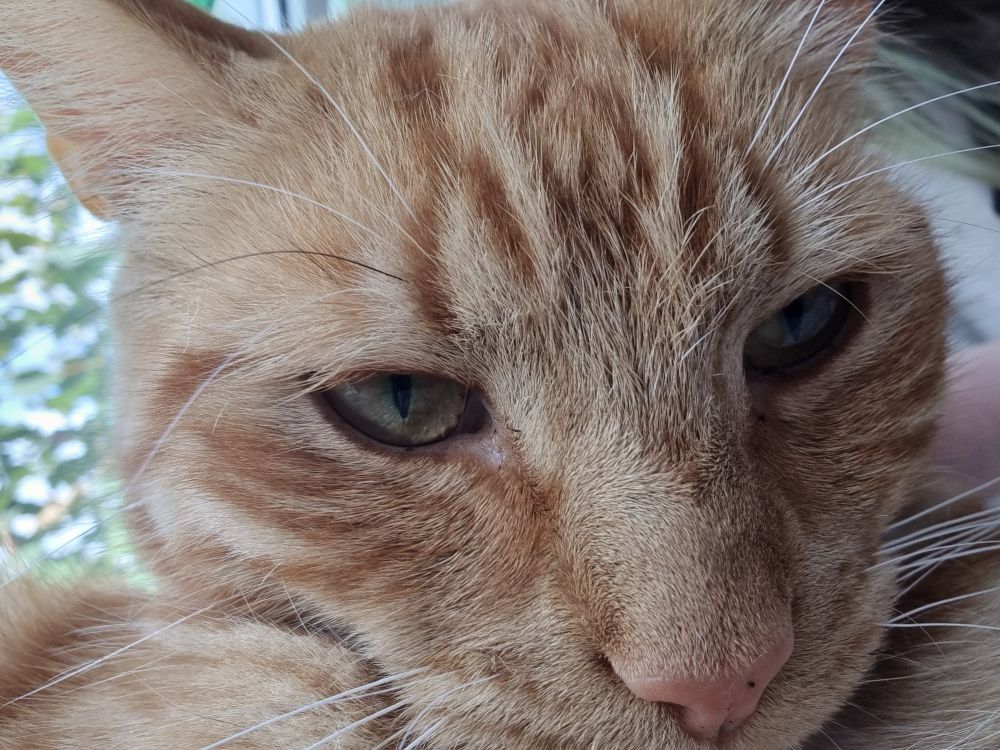 Sad orange cat cant attack the flag anymore