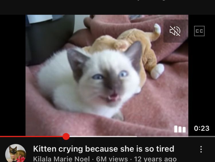 kitten crying because she is so tired
