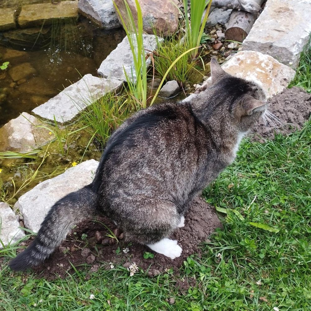 Kater Hobbes, der einen Maulwurfhügel als Katzenklo verwendet. 