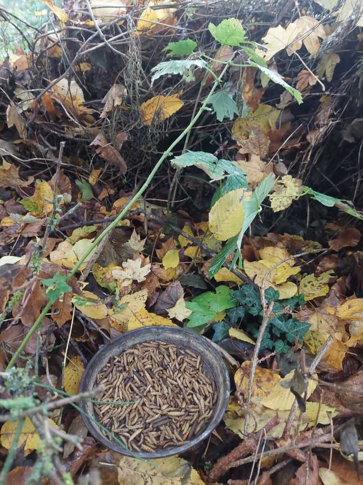 Schale mit Würmern vor potentiellen Eingängen.