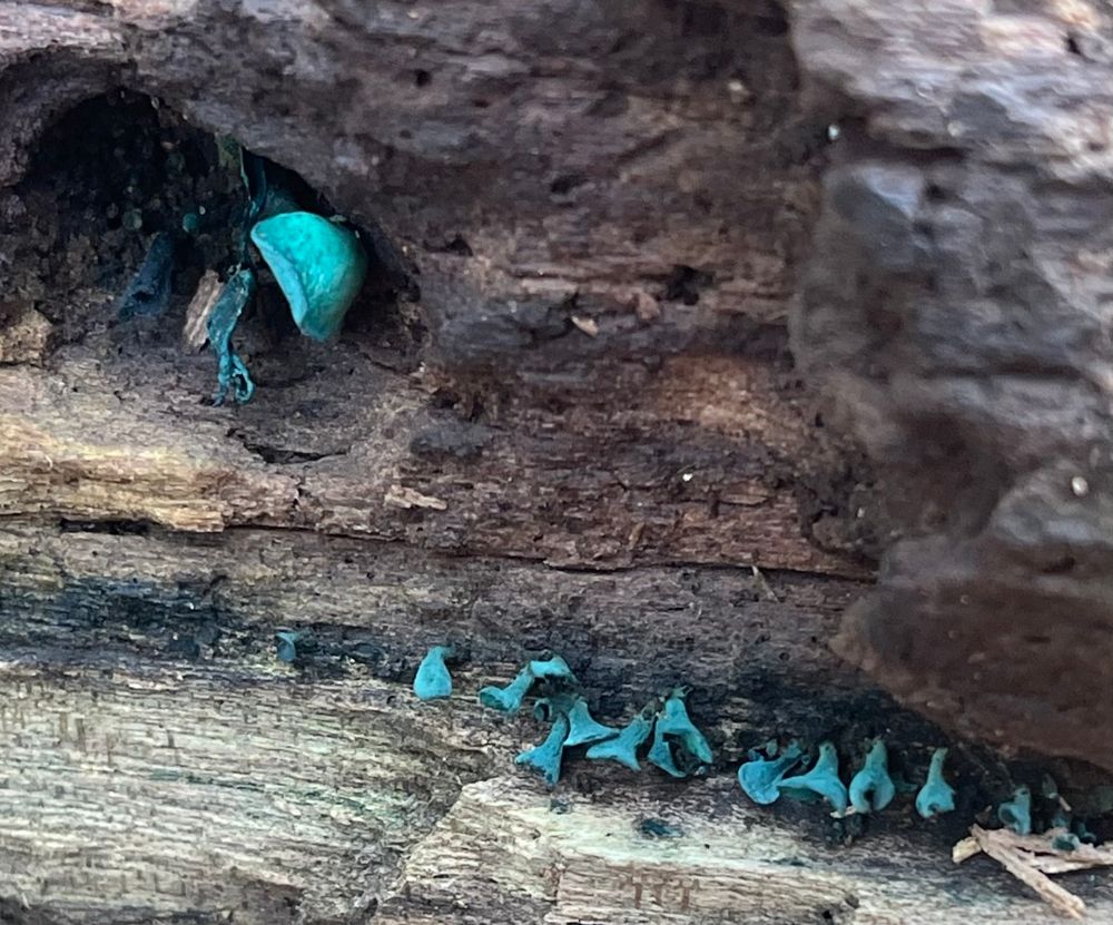 Green Elf Cup mushroom on a dead tree.  It will stain the wood its blue-green color. 🩵💚