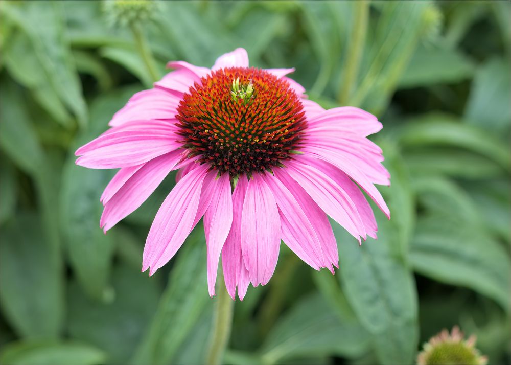 This image captures a single, vibrant coneflower in sharp detail, set against a softly blurred green background. The composition places the flowerhead as the central focus, drawing the viewer's eye directly to its intricate structures.