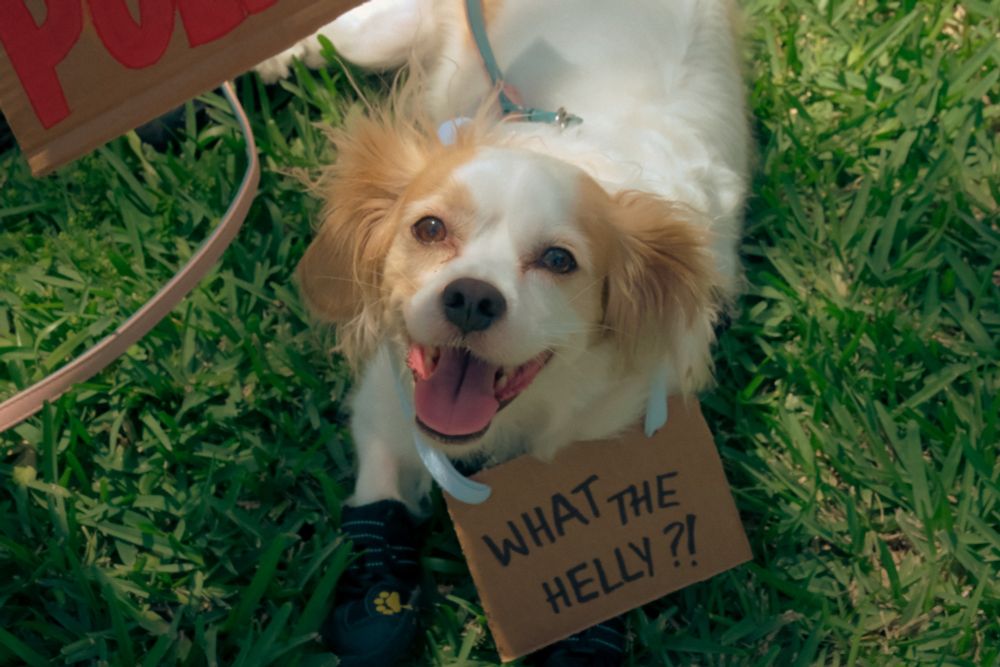 small cute dog wearing a protest sign that reads "what the helly?!"