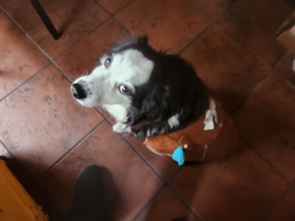 bueller has now been given a small white bow on the collar of his sick jacket, as well as a roll of blue poop bags. he sits politely.