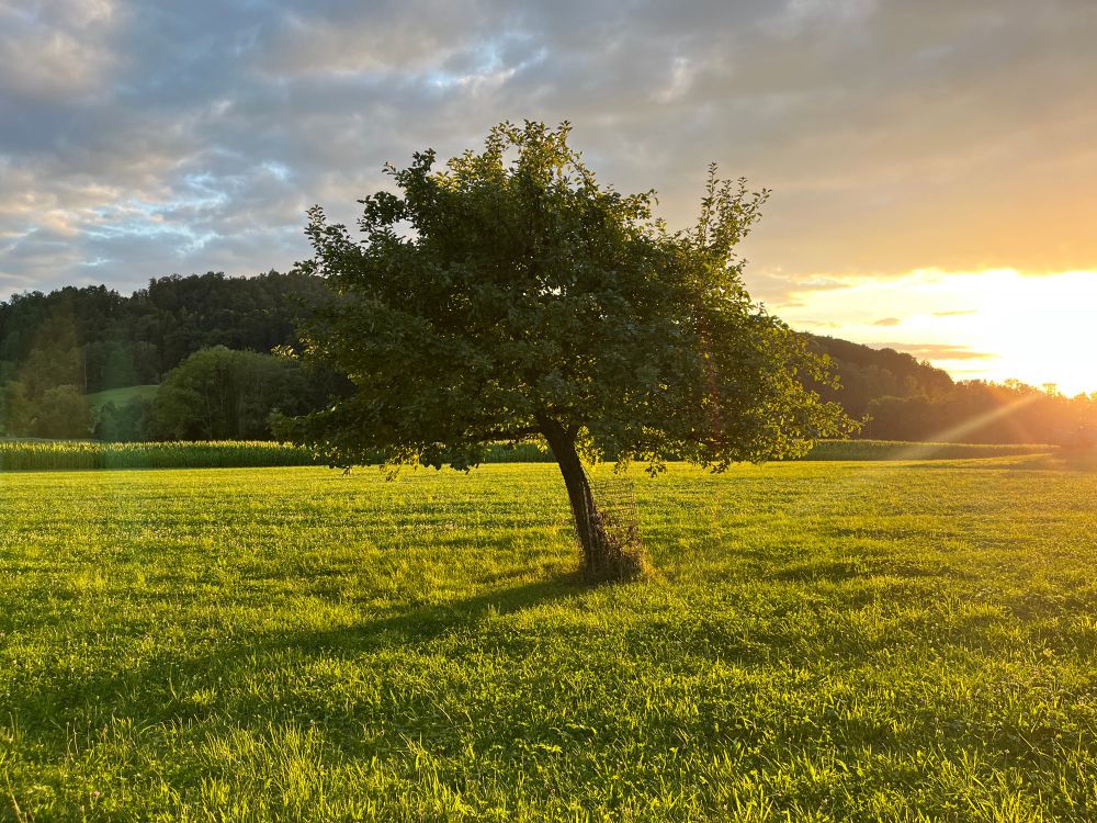 Apfelbaum im Sonnenuntergang 