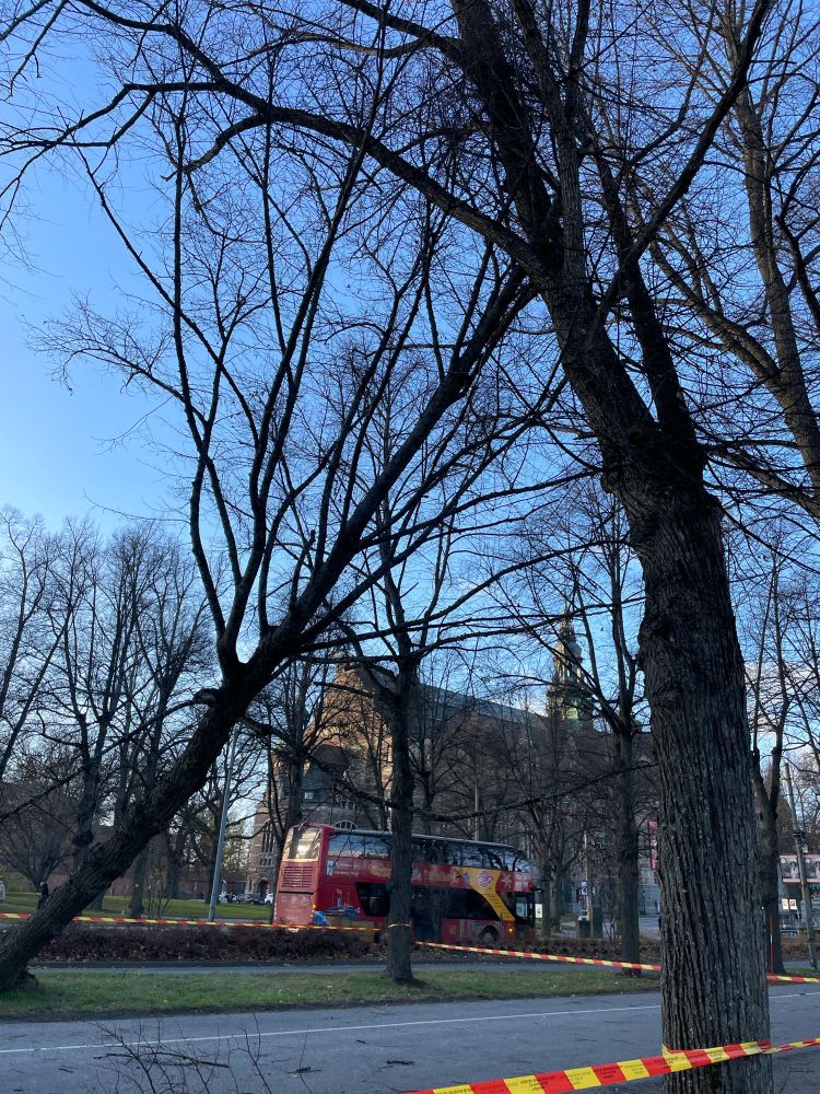 A leaning tree secured with red and yellow tape, surrounded by other bare trees in a park setting. A red double-decker bus is parked in the background near a large historic building with a tall spire. The scene is lit by daylight under a clear blue sky.